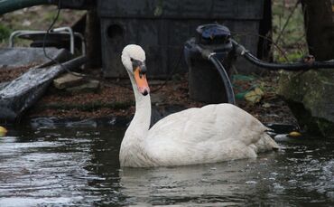 Plüderhausen Schwäbisch Gmünd Schwan Sieglinde_0
