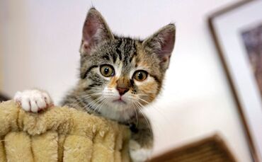 Katze Katzen Weltkatzentag Weltherrschaft_0