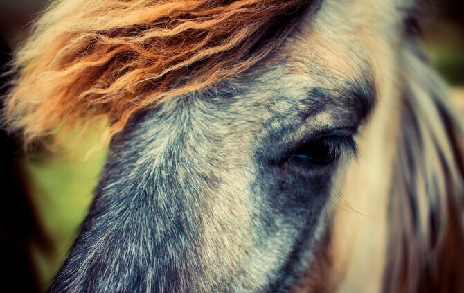 horse-2494783_1920_0