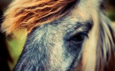 horse-2494783_1920_0