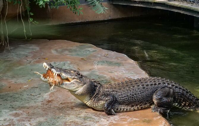 Krokodil Frederick Wilhelma Stuttgart_0