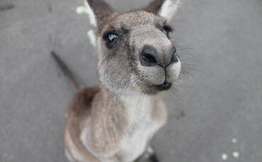 Känguru Symbol Symbolbild Blaulicht_0