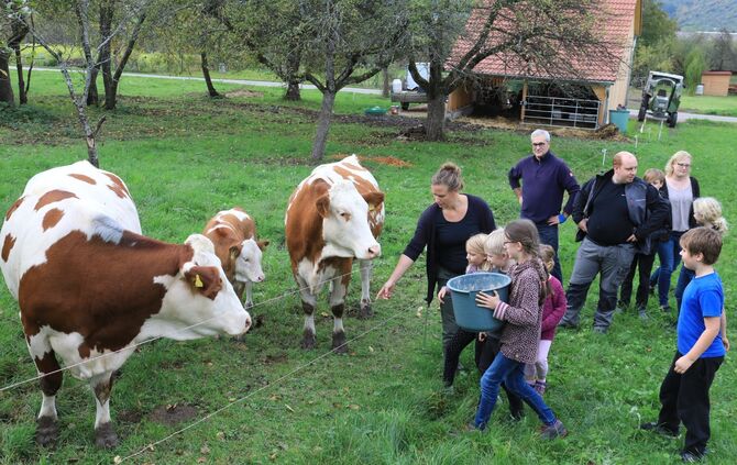 Kühe in Weiler Schorndorf Zobler Kälber Kuh_0