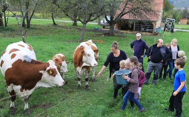 Kühe in Weiler Schorndorf Zobler Kälber Kuh_0