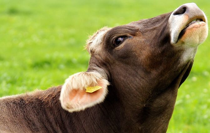 Kuh Land Landwirtschaft Symbol_0