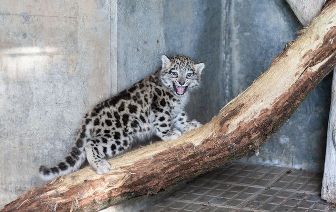 KW_26a_Zwillinge_bei_den_Schneeleoparden_25.06.2019_Bild_3_0