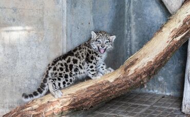 KW_26a_Zwillinge_bei_den_Schneeleoparden_25.06.2019_Bild_3_0