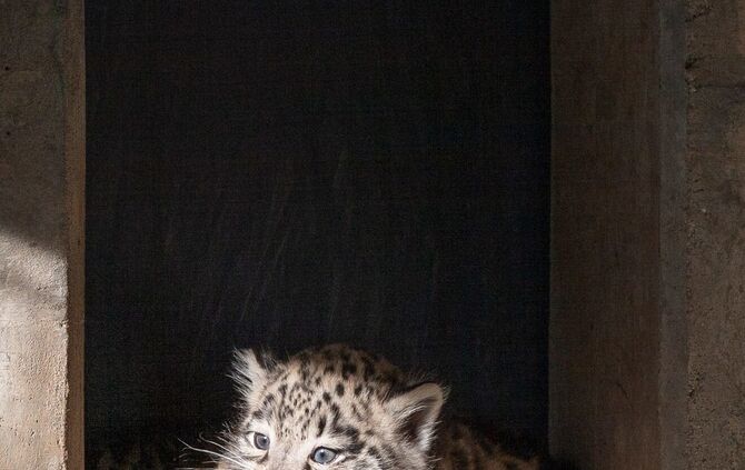 Wilhelma Schneeleopard Nachwuchs 20190625_1