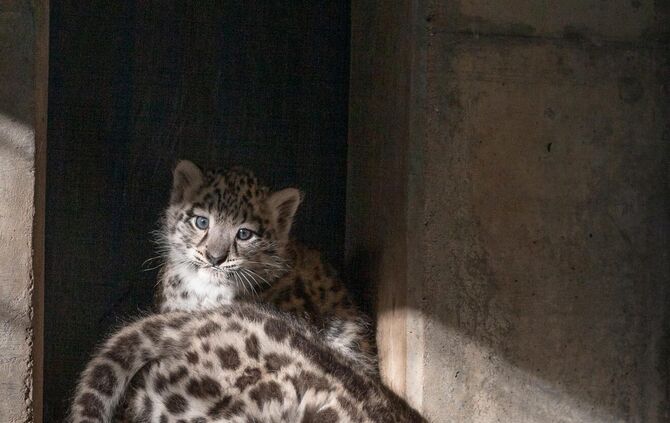 Wilhelma Schneeleopard Nachwuchs 20190625_2