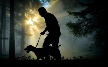 Wald Spaziergang Gassi Hund Leine