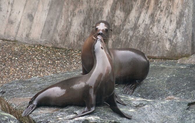 KW_24d_Neuzugang_bei_den_Seelöwen_14.06.2019_Bild_3_0