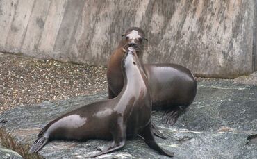 KW_24d_Neuzugang_bei_den_Seelöwen_14.06.2019_Bild_3_0