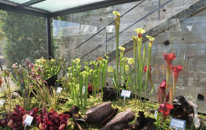 KW 36a Schau der Fleischfressende Pflanzen 01.09.2020 Bild 1