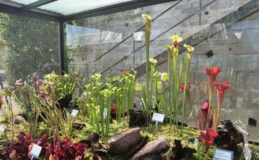 KW 36a Schau der Fleischfressende Pflanzen 01.09.2020 Bild 1