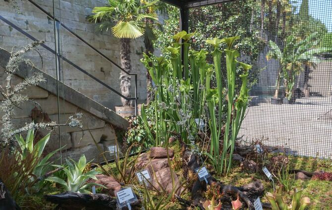 KW 36a Schau der Fleischfressende Pflanzen 01.09.2020 Bild 2