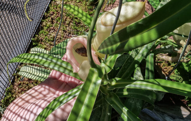 KW 36a Schau der Fleischfressende Pflanzen 01.09.2020 Bild 5