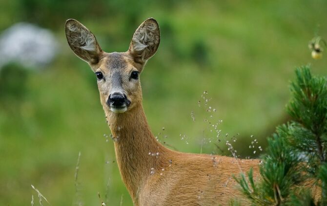 Reh Wild Wald Symbolfoto