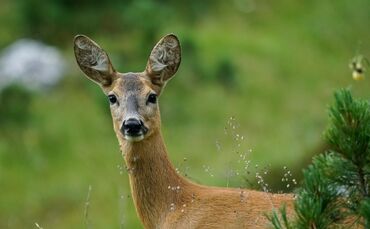 Reh Wild Wald Symbolfoto