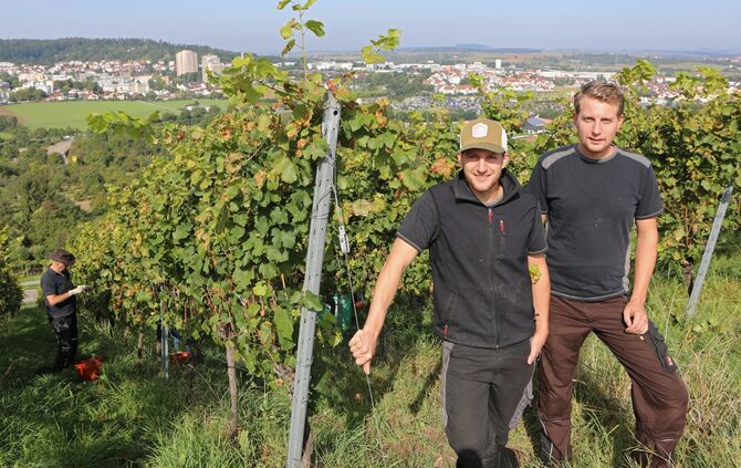 Der Frühburgunder ist schon reif_0