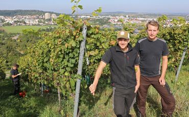 Der Frühburgunder ist schon reif_0