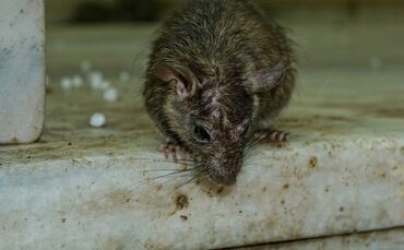 rodent-3229592_1920_0