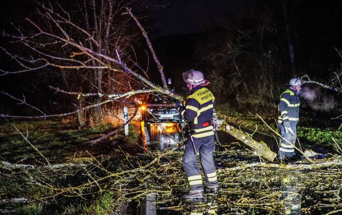 Baum umgestürzt_0
