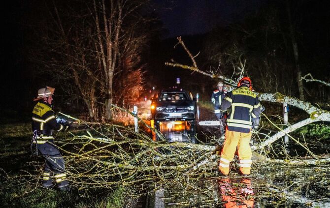 Baum umgestürzt_2