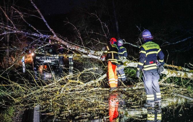 Baum umgestürzt_8