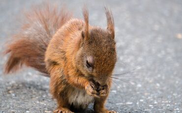 squirrel-3715663_1920_(1)_0