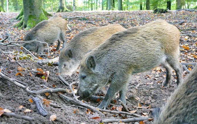 Symbolbild Wildschwein_0