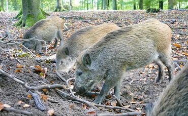 Symbolbild Wildschwein_0