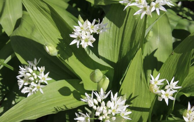 bärlauch pflanze blüte symbol symbolbild symbolfoto