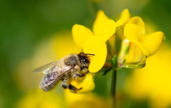 Bienen-Volksbegehren