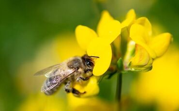 Bienen-Volksbegehren