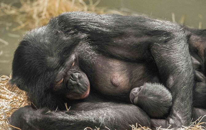 Wilhelma Stuttgart Bonobo Menschenaffe Tier Nachwuchs Baby Huenda_0