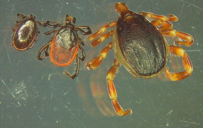 Auch im Kreis: Zecken-Alarm_0