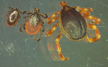 Auch im Kreis: Zecken-Alarm_0