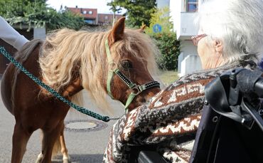Ponys im Pflegeheim 