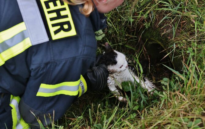 Tierischer Einsatz fÃ¼r die Feuerwehr Schorndorf-Haubersbronn - Katze_0
