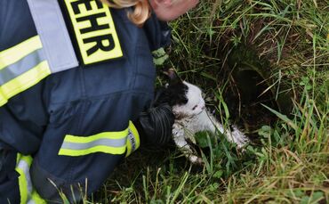 Tierischer Einsatz fÃ¼r die Feuerwehr Schorndorf-Haubersbronn - Katze_0