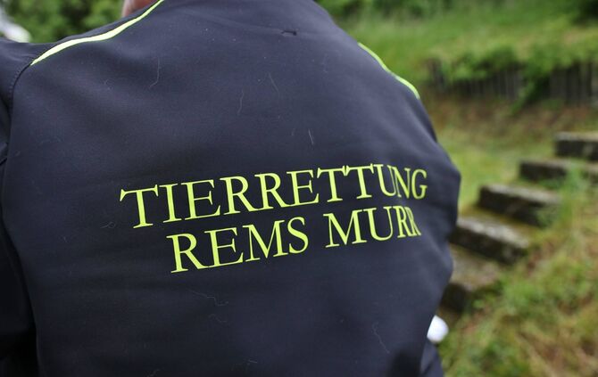Tierischer Einsatz fÃ¼r die Feuerwehr Schorndorf-Haubersbronn - Katze_1