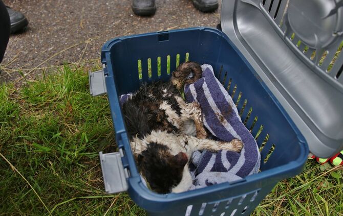 Tierischer Einsatz fÃ¼r die Feuerwehr Schorndorf-Haubersbronn - Katze_2