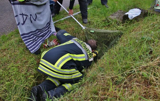 Tierischer Einsatz fÃ¼r die Feuerwehr Schorndorf-Haubersbronn - Katze_4