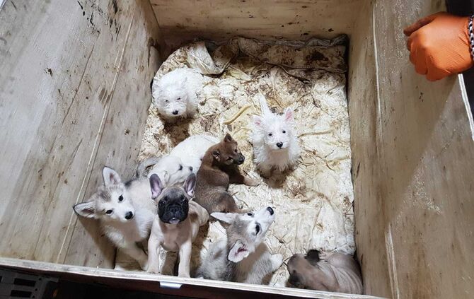 Hundewelpen Aalen Illegaler Handel Hundebabys