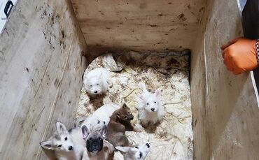 Hundewelpen Aalen Illegaler Handel Hundebabys