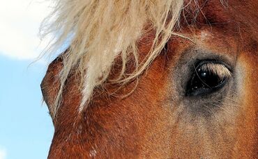 Pferd Kaltblut Symbol Symbolbild_0