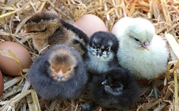 Hühnerschlüpfen - Bild 23_0