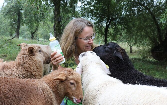 Schäferin Wolf Schafe Remshalden_0