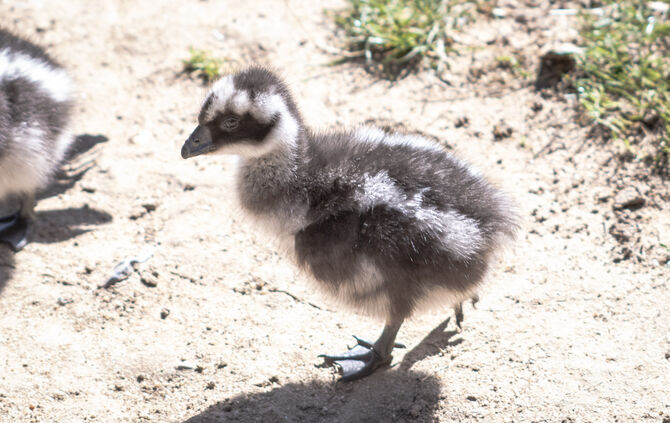 KW 37a Nachwuchs bei den Hühnergänsen 10.09.2020 Bild 3