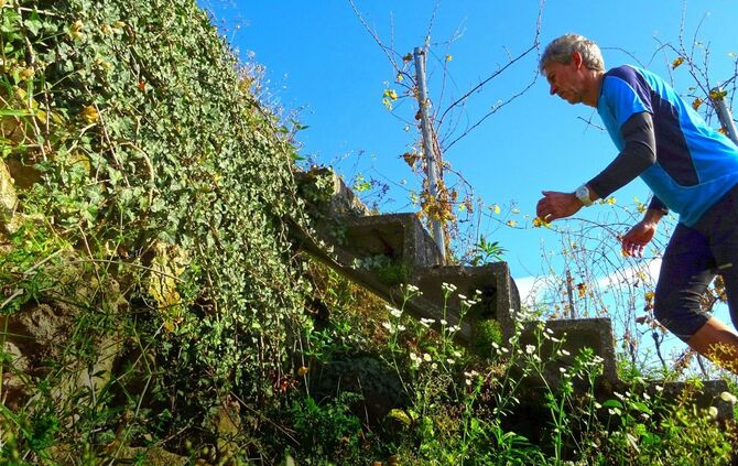 Treppenlauf Weinberge_0